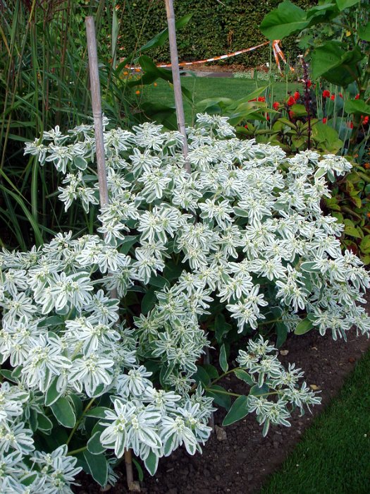 Euphorbia marginata 'Summer Icicle' (2)